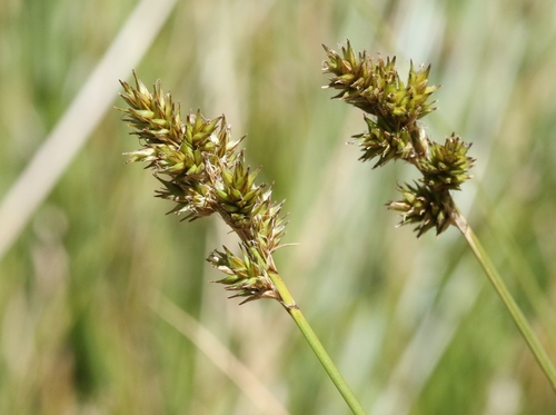 Carex sect. Divisae (Divisae)