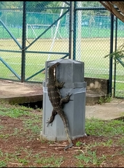 Varanus salvator macromaculatus