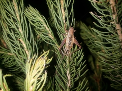 Eurepa marginipennis