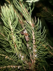 Eurepa marginipennis