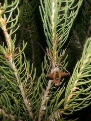 Eurepa marginipennis