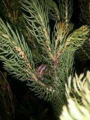 Eurepa marginipennis