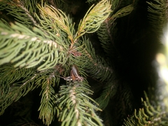 Eurepa marginipennis