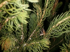 Eurepa marginipennis