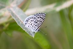 Leptotes cassius cassius