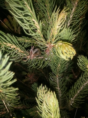 Eurepa marginipennis