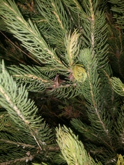 Eurepa marginipennis