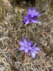 Thereianthus juncifolius
