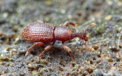 Cotaster cuneipennis