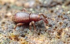 Cotaster cuneipennis