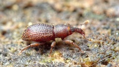 Cotaster cuneipennis