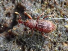Cotaster cuneipennis