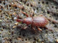 Cotaster cuneipennis