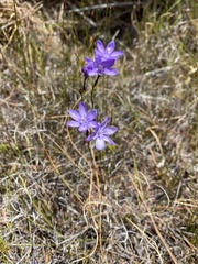 Thereianthus juncifolius