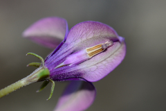 Monopsis simplex