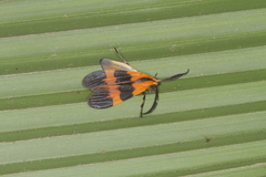 Correbidia