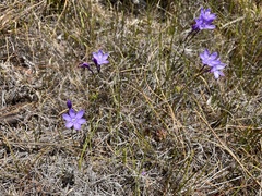 Thereianthus juncifolius