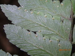 Microlepia marginata bipinnata