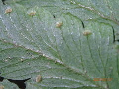 Microlepia marginata bipinnata