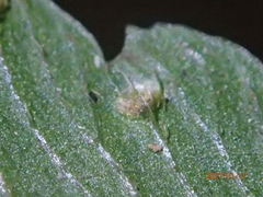 Microlepia marginata bipinnata