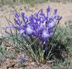 Iris loczyi
