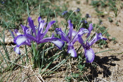Iris loczyi