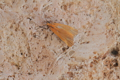 Lycomorphodes sordida