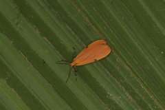 Lycomorphodes sordida