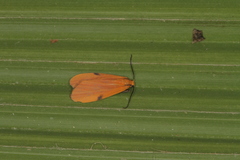 Lycomorphodes sordida