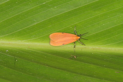 Lycomorphodes sordida