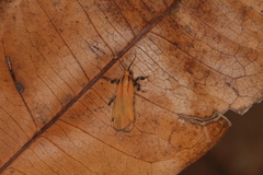 Lycomorphodes sordida