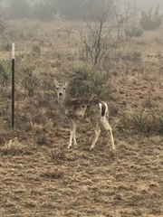 Odocoileus virginianus texanus