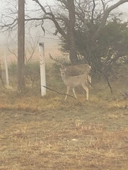 Odocoileus virginianus texanus