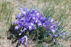 Iris loczyi