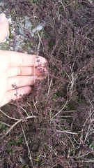 Thymus moldavicus