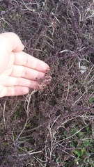 Thymus moldavicus