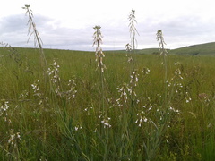 Boechera retrofracta