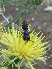 Megachile pilicrus