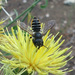 Megachile pilicrus - Photo (c) Alexander Fateryga, osa oikeuksista pidätetään (CC BY-NC), lähettänyt Alexander Fateryga