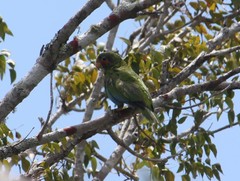 Amazona leucocephala