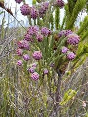 Erica barbigeroides