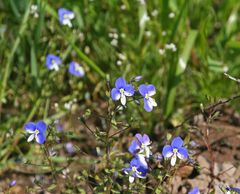 Veronica syriaca