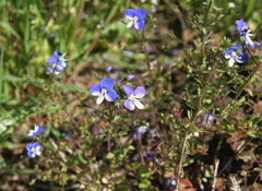 Veronica syriaca
