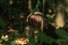 Macaca arctoides