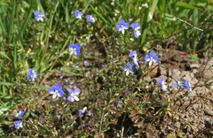 Veronica syriaca