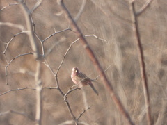 Carpodacus davidianus