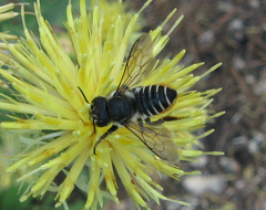 Megachile pilicrus