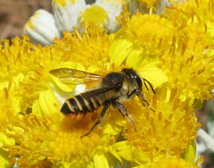 Megachile melanopyga