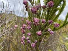 Erica barbigeroides
