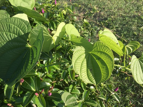 Dioscorea sansibarensis image